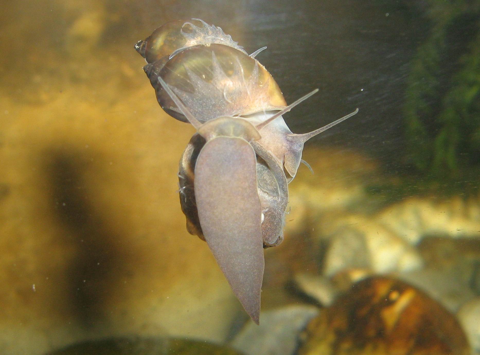 Piccole lumachine acquatiche